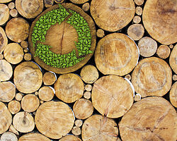 BIECONOMÍA, DESARROLLO ECONÓMICO A PARTIR DE LA GESTIÓN FORESTAL.