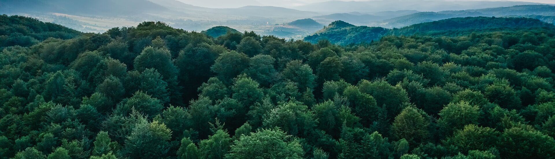 Taller bioeconomía: El potencial del sector forestal en la mitigación del cambio climático y su aprovechamiento energético