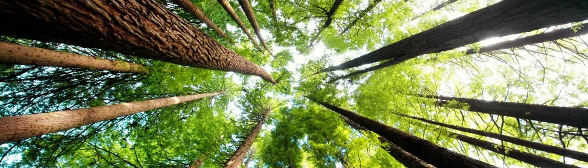 Regional Infoday CV LIFE 2024 Networking Online