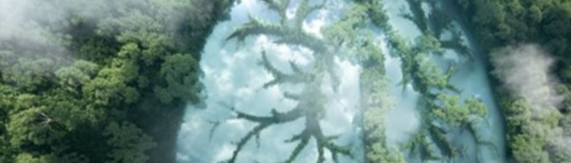 Nuevo Reglamento EUDR contra la Deforestación en 2025: producción, exportación, importación y comercialización en la UE_