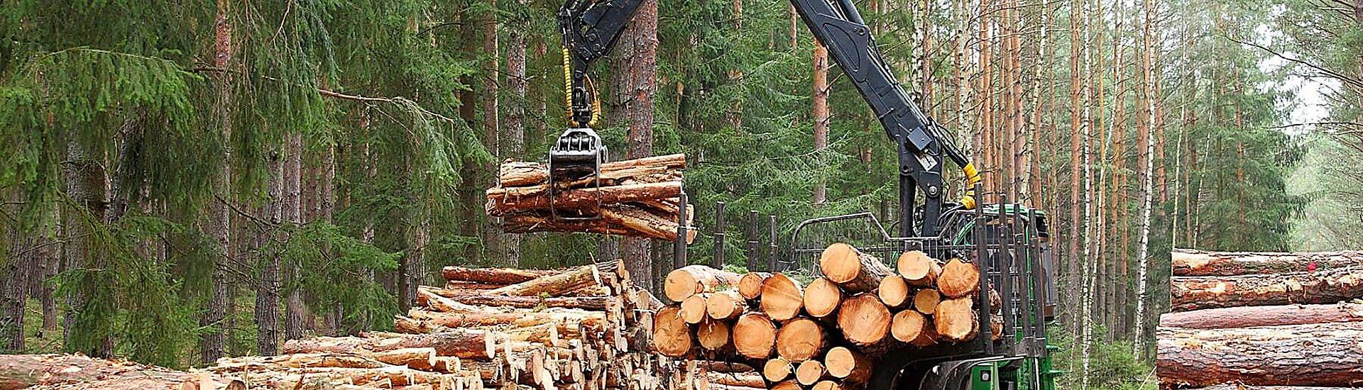 Cómo prepararse para cumplir el nuevo reglamento UE sobre deforestación (EUDR)
