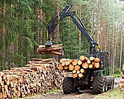 Cómo prepararse para cumplir el nuevo reglamento UE sobre deforestación (EUDR)