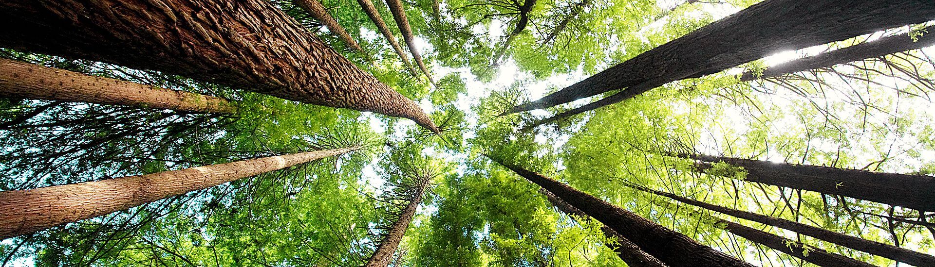 EcoVadis, competitividad y financiación pública para la sostenibilidad empresarial